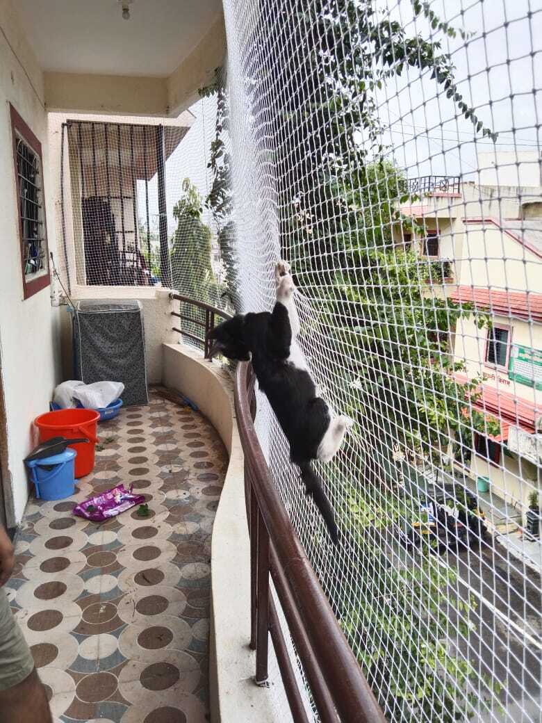Pets Safety Nets in VIZAG