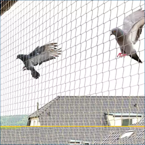 Pigeon Safety Nets Vizag
